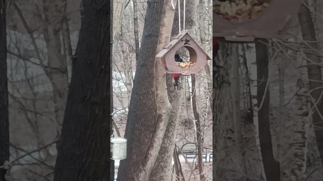 Кормушка птица Дятел поползень