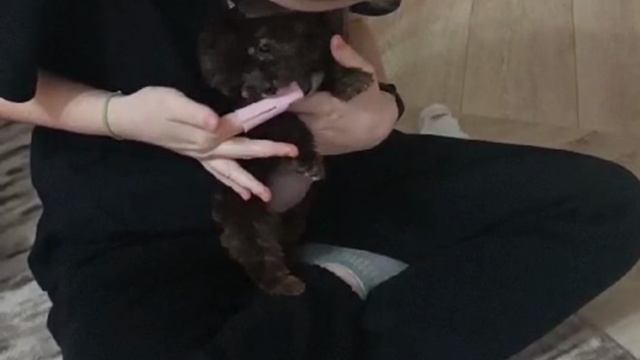 СОБАЧКА МАЙЯ.ЧИСТИМ ЗУБКИ