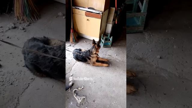 _Графу_ 4 месяца.....