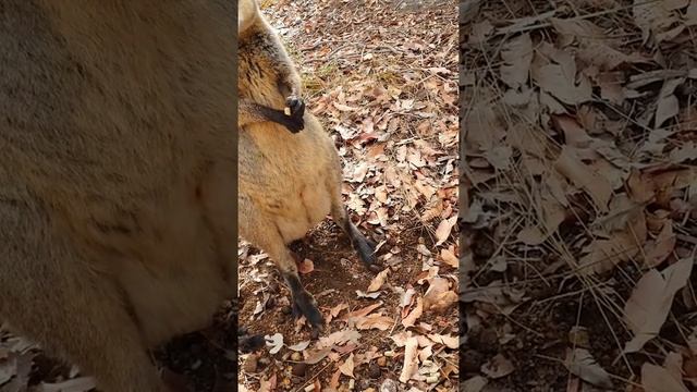 Feeding Swamp wallabies