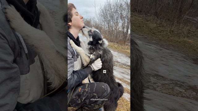 Малыш Шкипер очень хочет домой