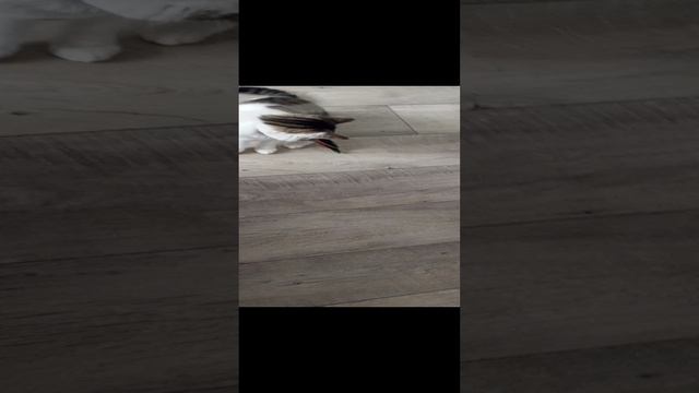 играем с котиком