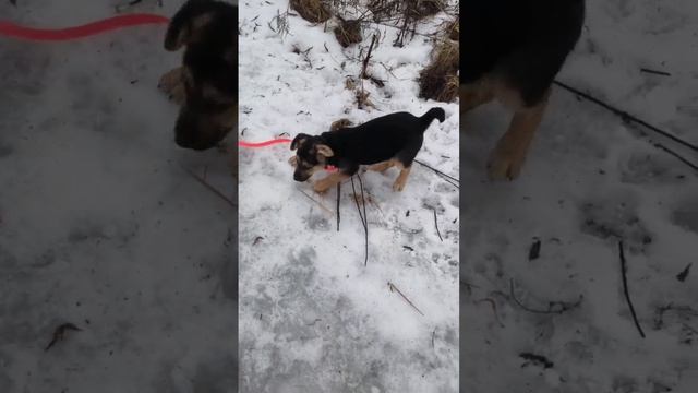 Роуз , малышка которая ищет тех, кто полюбит ее и подарит дом... #ногинскийприют_роуз