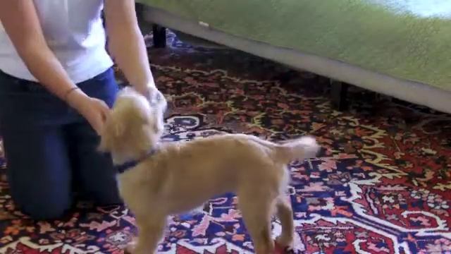 Noodles & Libby - 1 1/2 Months Training - Comfort Retriever
