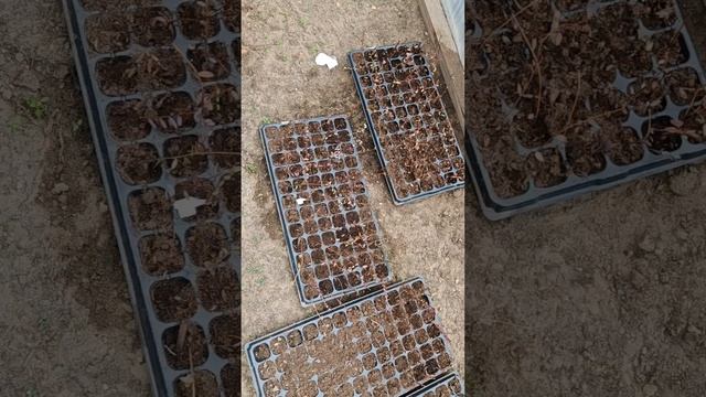 Если не знаешь, что делать с обрезанными побегами метельчатой гортензии осенью - это видео для тебя