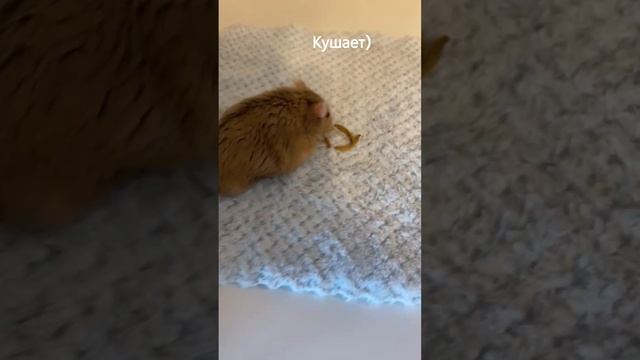 Хомячки-очень милые!