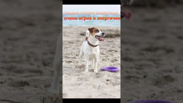 Факты о породе Джек-Рассел-Терьер)))