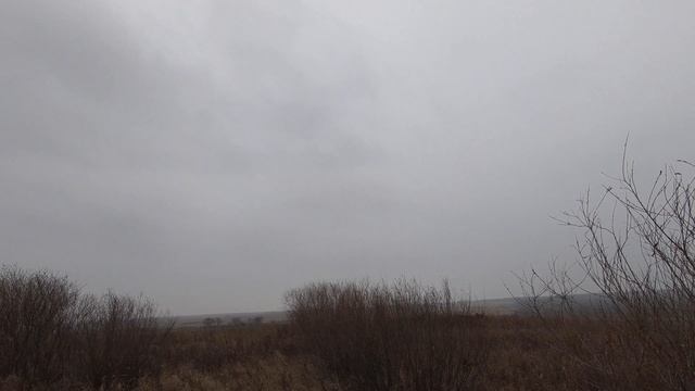 выстрел по фазану