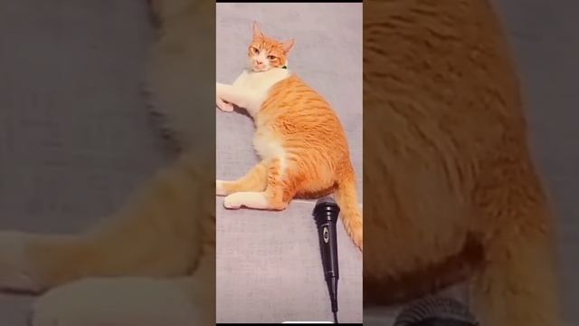 Кот пукнул в микрофон🤣🤣🤣 #смешные коты