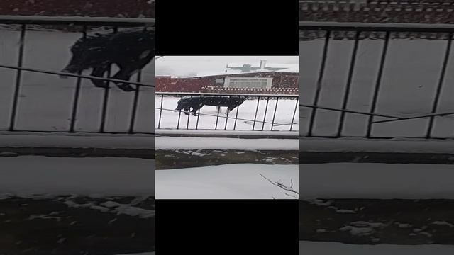 VID_20241231_133953.mp4