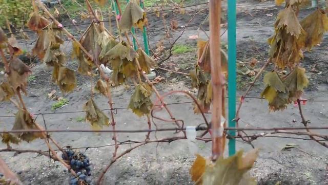 Виноград. После заморозка..