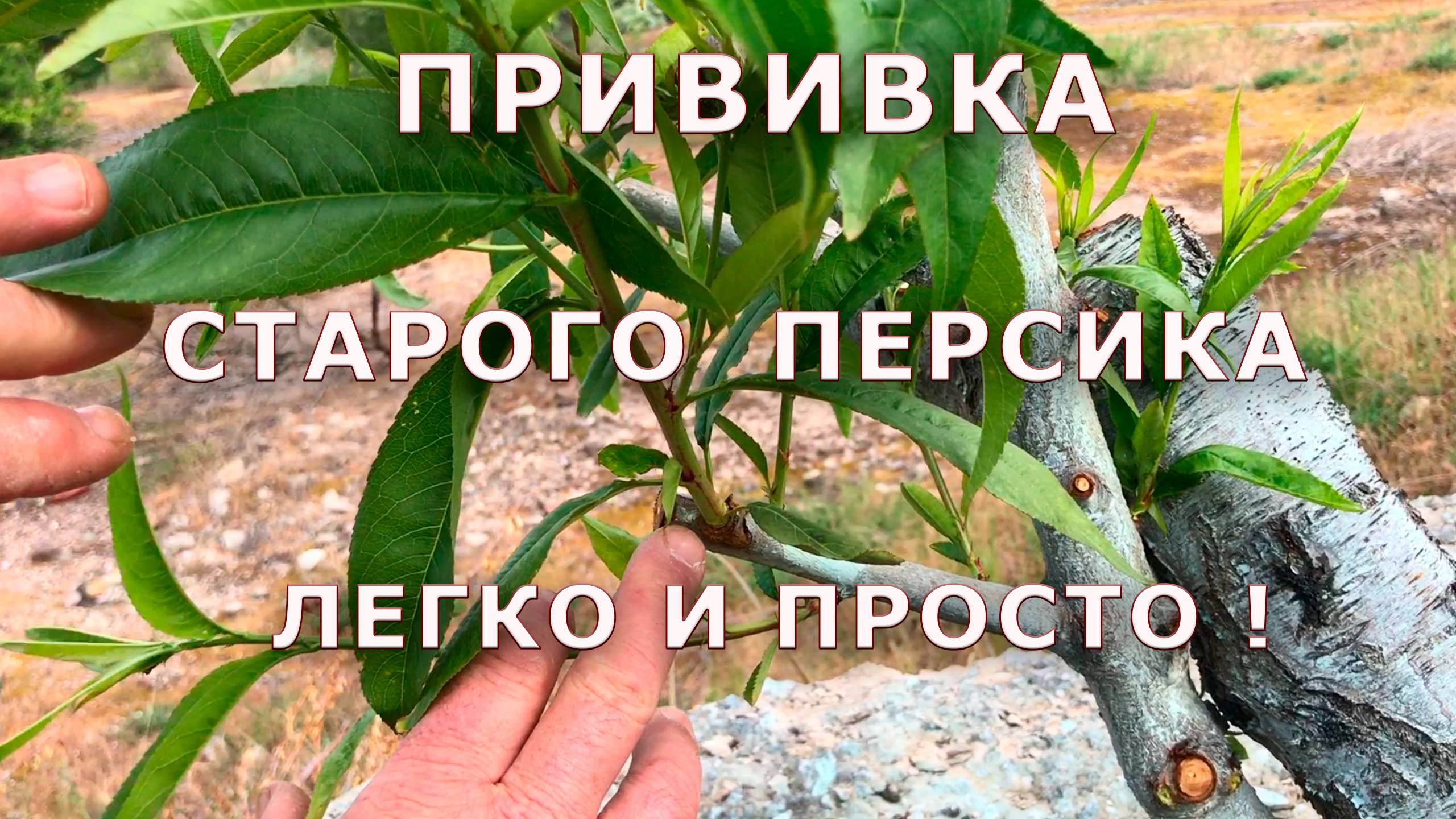 Прививка старого персика / Легко и просто !