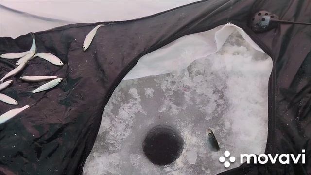 первая рыбалка на реке Бия в 2025 году