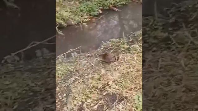 Поляк встречает минибобра