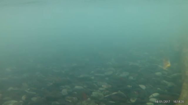 Игра воблера ручной работы от KHASULURES  4