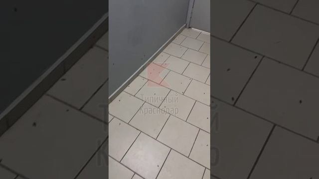 Сотни тараканов заполонили подъезд многоэтажки на Восточно-Кругликовской, 71.