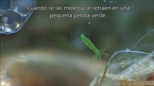 Hydra viridissima (Hydra verde) y Caracol Planorbarius corneus (cuerno de carnero)