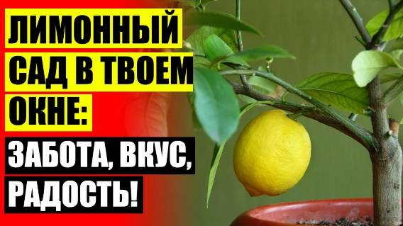 Посадить лимон из косточки 🔔