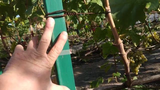 Виноград. Шпалеры. 1 и 2х плоскостные.