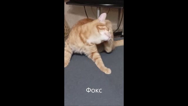 Кот. Фокс