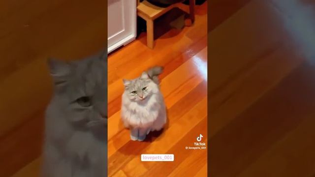 1000071809.mp4