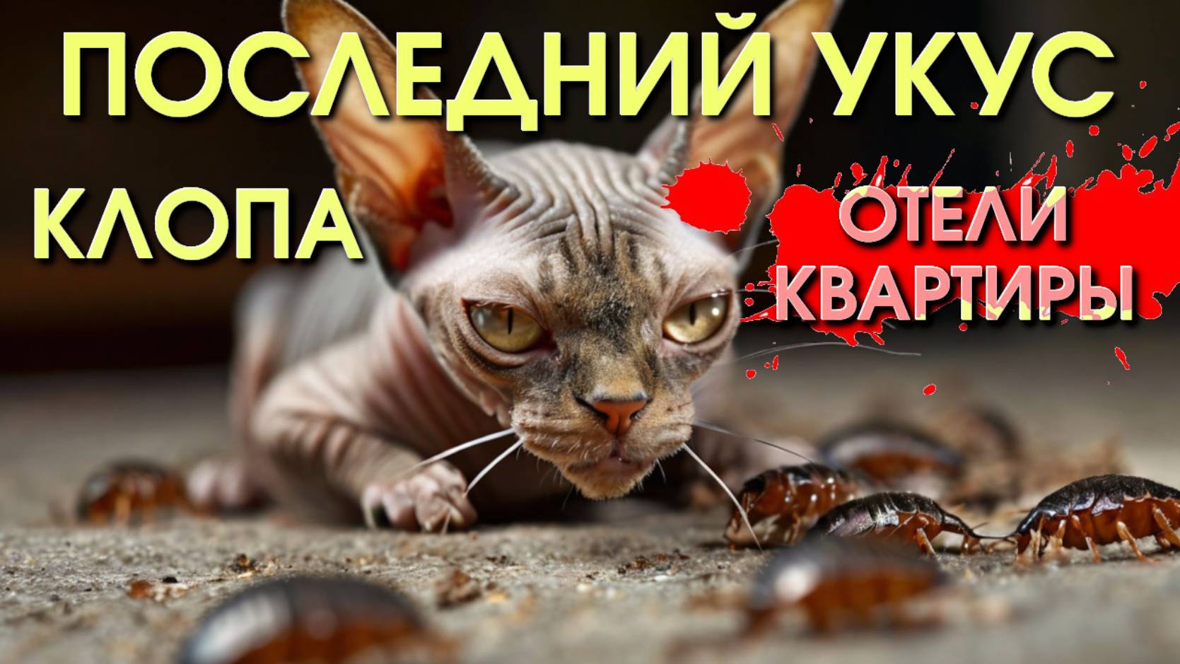 Клопы в Сочи/Что такое клопы/Клопы в отелях/как избавиться от клопов/Откуда берутся клопы
