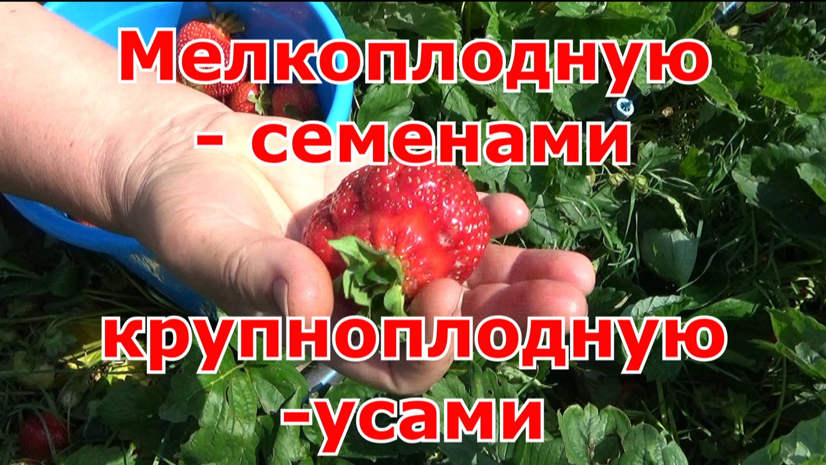 Мелкоплодную землянику сею семенами, а крупноплодную землянику - усами. Интересная пересортица.