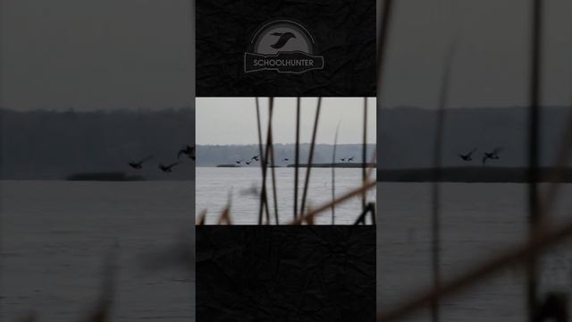 Развернули стаю, вот это налет. Охота на уток МО #shorts