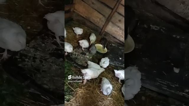 В нашем хозяйстве пополнение 🐓🦆