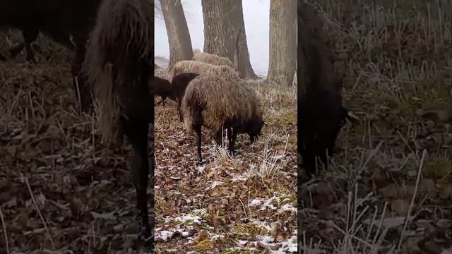 барашки 2025.mp4