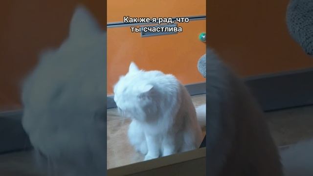 Проблемы пушистых котиков 😁