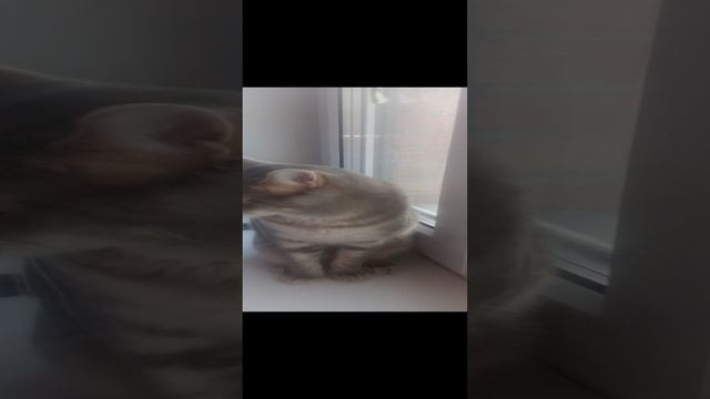 Пою песню sigma boy вместе со своим котом своим реальным голосом