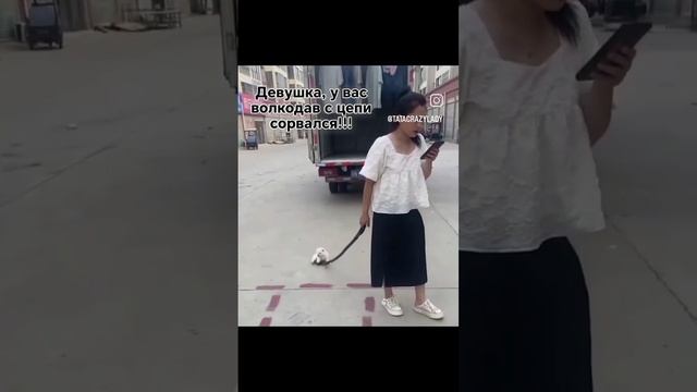 Волкодав😂😂😂