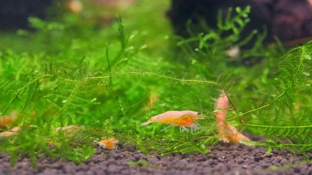 SHRIMP GENETICS - selective breeding caridina shrimps