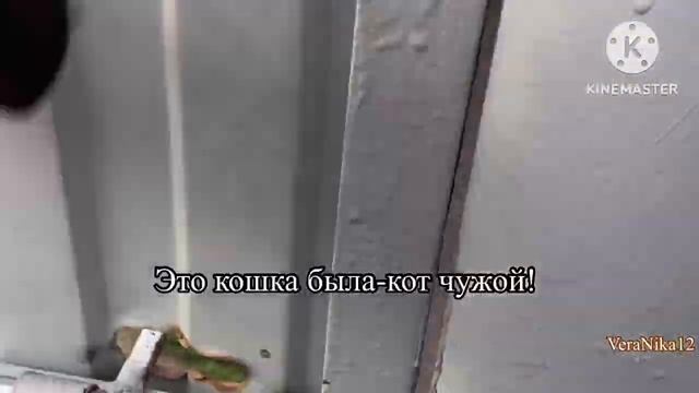 Влог. Вот бы четыре-две маловато.Нечаянно на купаты попала. И мы его дождались .25.6.23.  Адамовка