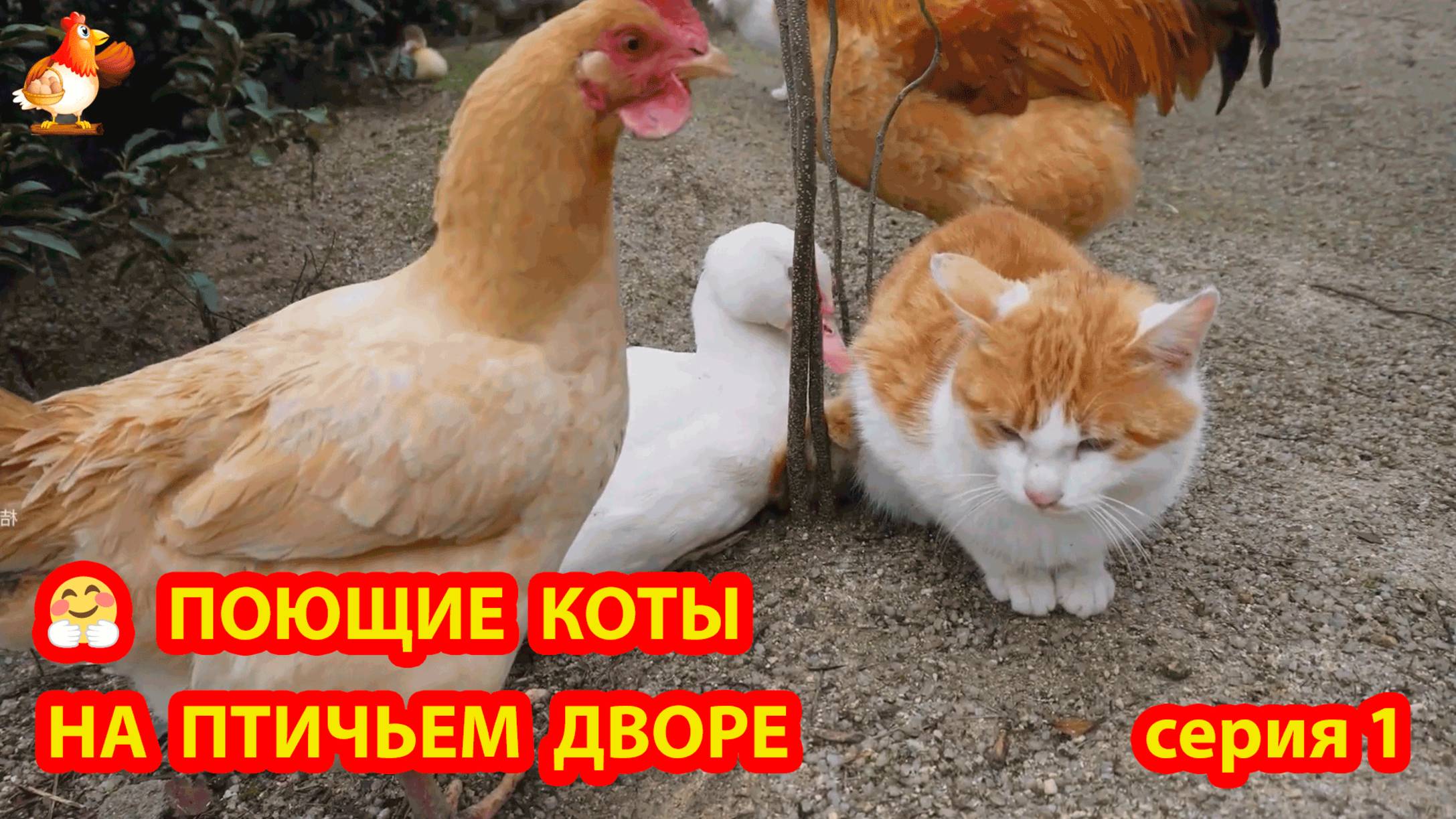 Крутые коты у птичьего двора серия 1 🐈🐈😹 Природа Абхазии и красивое подворье с птицами 🥰