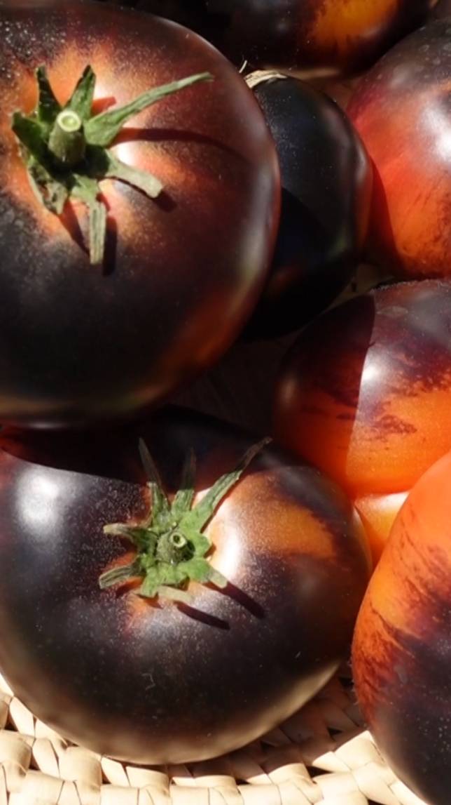 🍅Томат БЛЭК БЬЮТИ! #shorts #томаты #советы