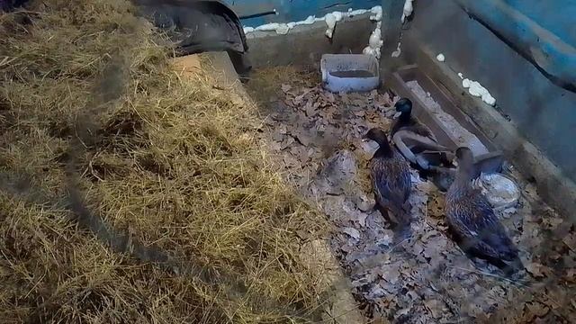 Вечерка возле дома. Утьки отругали меня