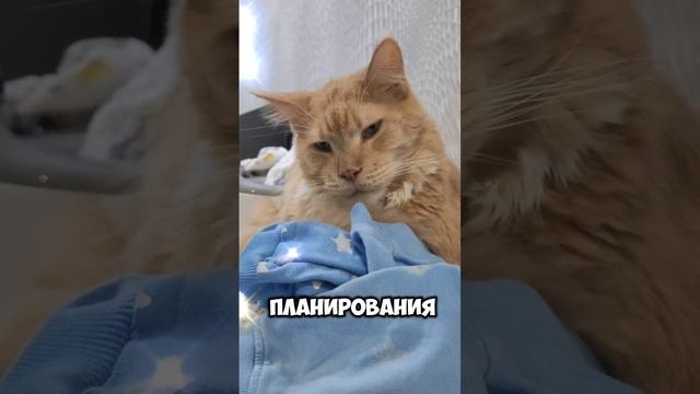 Как захватить мир не привлекая внимания санитаров? #мейкун #cat #мейнкун #котик #кот #юмор #мяу