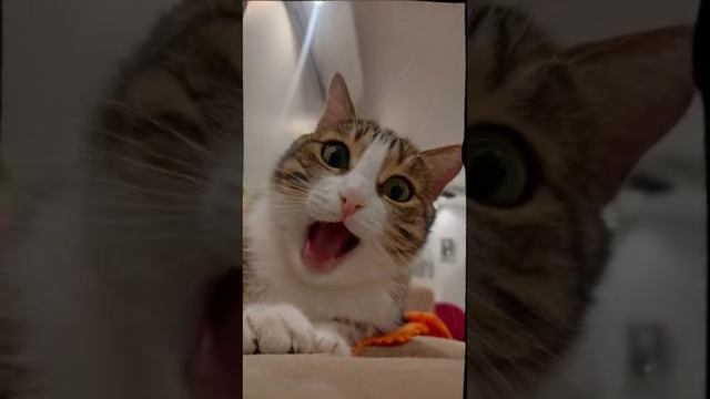Кот и Нейросеть , прикол 🤣.mp4