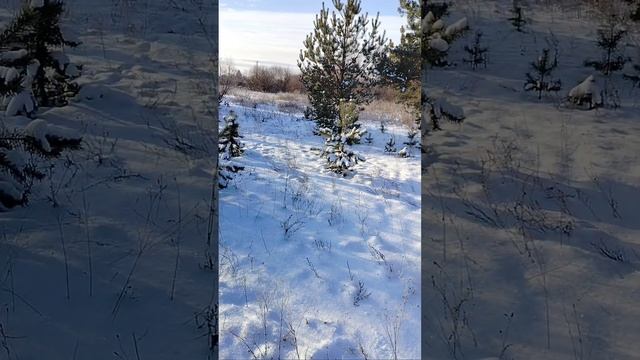 14 декабря 2024 года гуляем по парку с русской гончей и русским охотничьим спаниелем