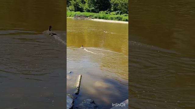 Обкрякали 🤣 Немецкая овчарка и боевая  утка-кряква.