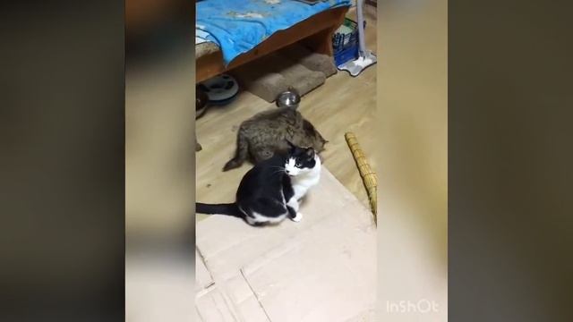 Видео из приюта