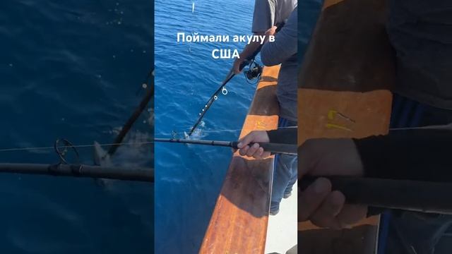 Мы поймали акулу в США!