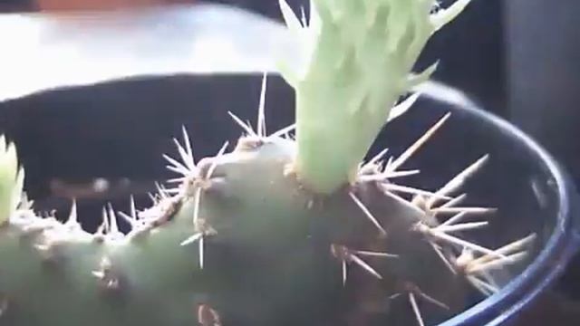 16 Day Opuntia Prickly Pear Cactus Growth Timelapse