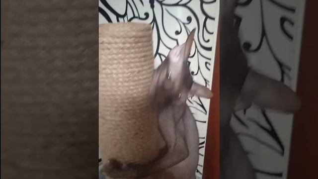 Кот Аватар