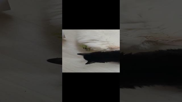 1000039015.mp4