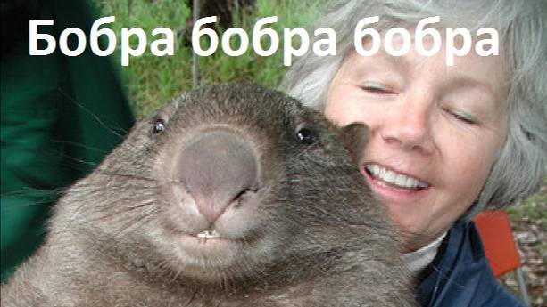 Бабка и бобр