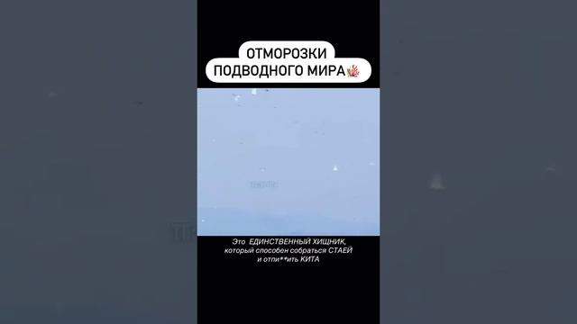 Беспредельщики