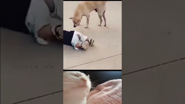 прикол смешно